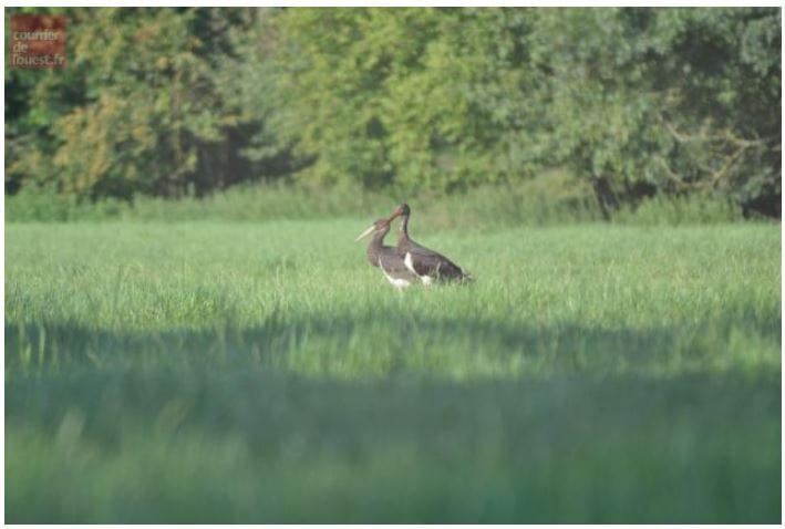 Cigogne noire espèce menacée