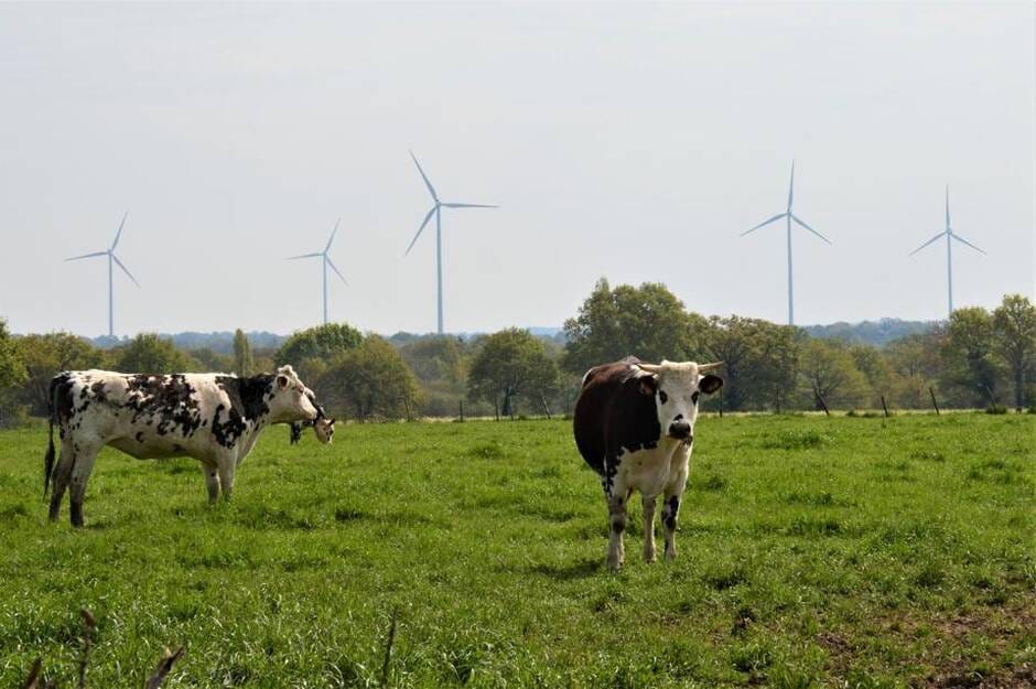 Éoliennes et mortalité de betes a Nozay